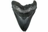 Fossil Megalodon Tooth - South Carolina #231755-1